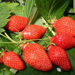 Strawberry plant 'Gariguette'